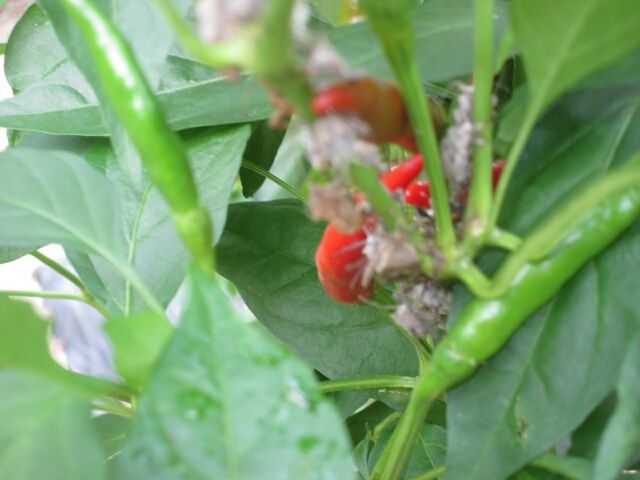 懲りずに今年も唐辛子作り かめ虫が実と枝に