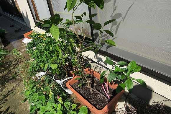 １０～年ぶりに植え替え 根付いてもしばらく変化なしでした。