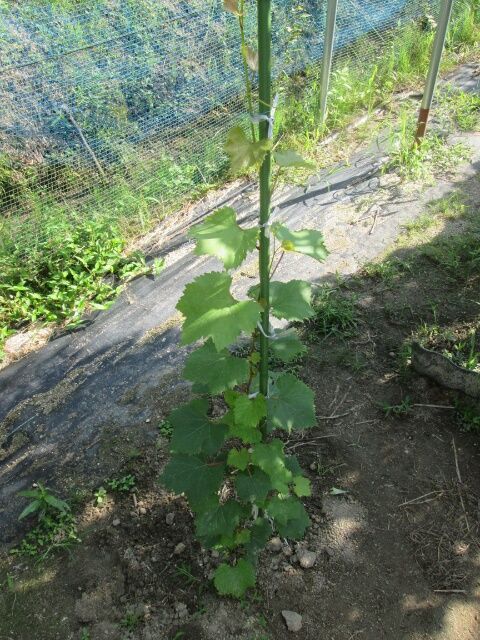 ブドウ栽培リベンジです。 クイーンニーナ