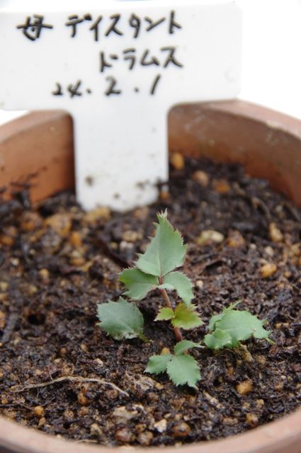 バラの実生成長日記　種から開花まで 本葉が出そろったので鉢へ植えかえ