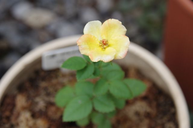 バラの実生成長日記　種から開花まで 冬枯れたので　失敗です