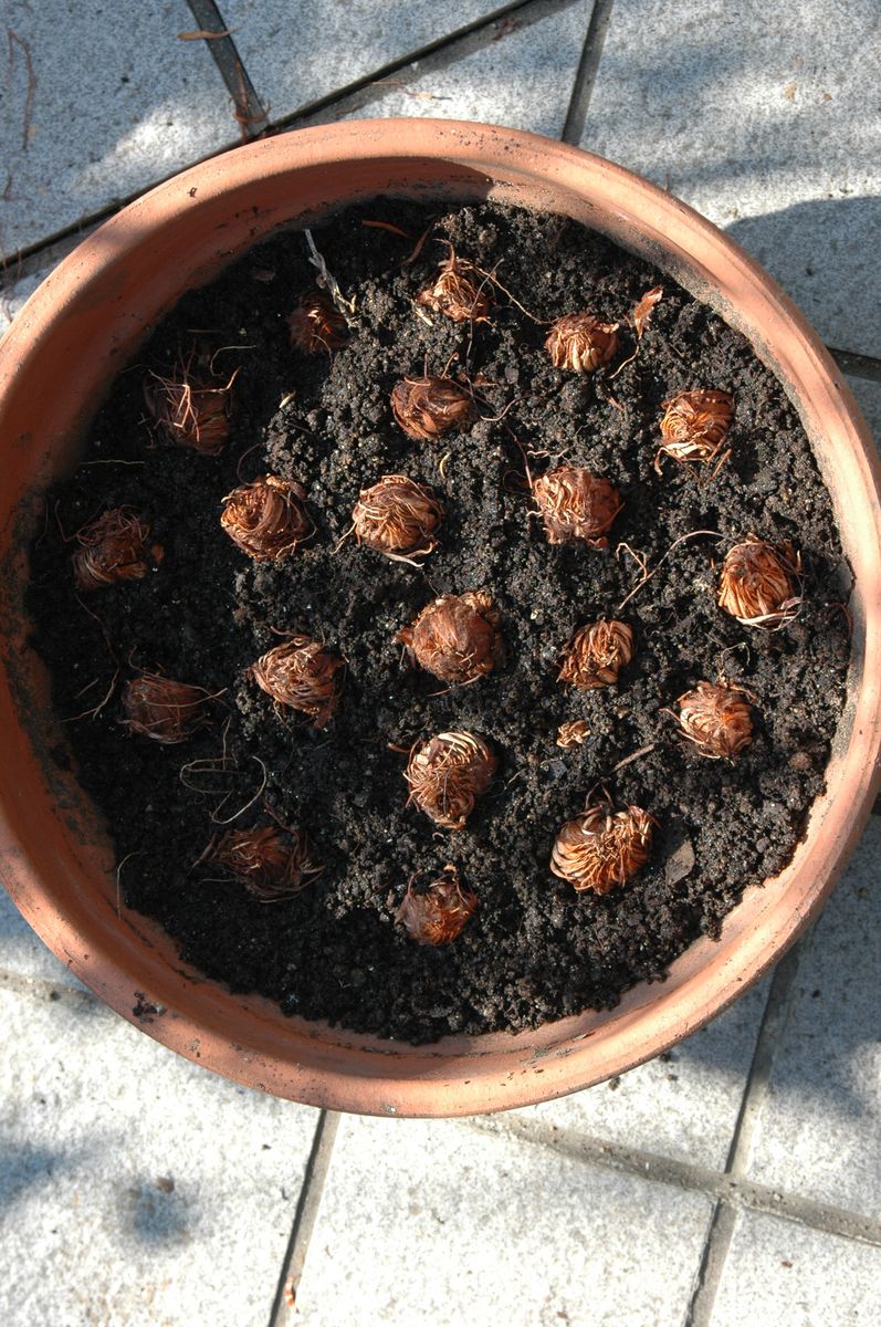 3度目のオキザリス 植え込み