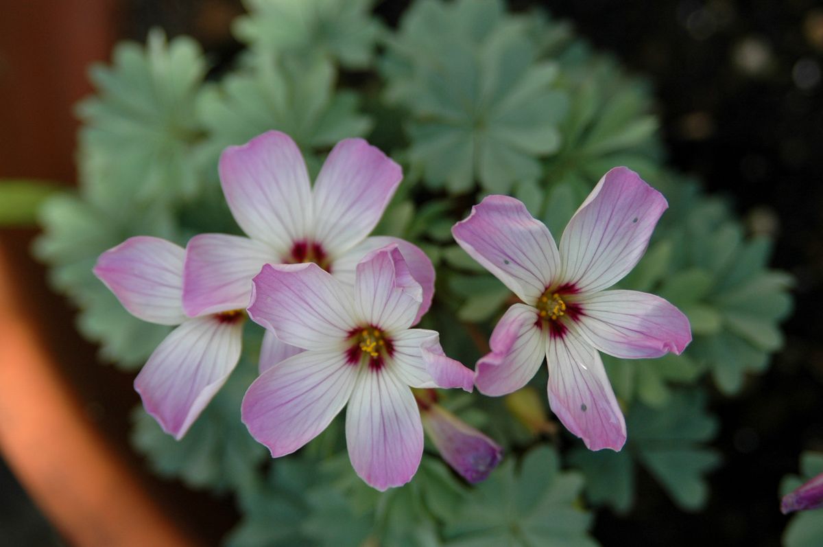 3度目のオキザリス なんとか開花