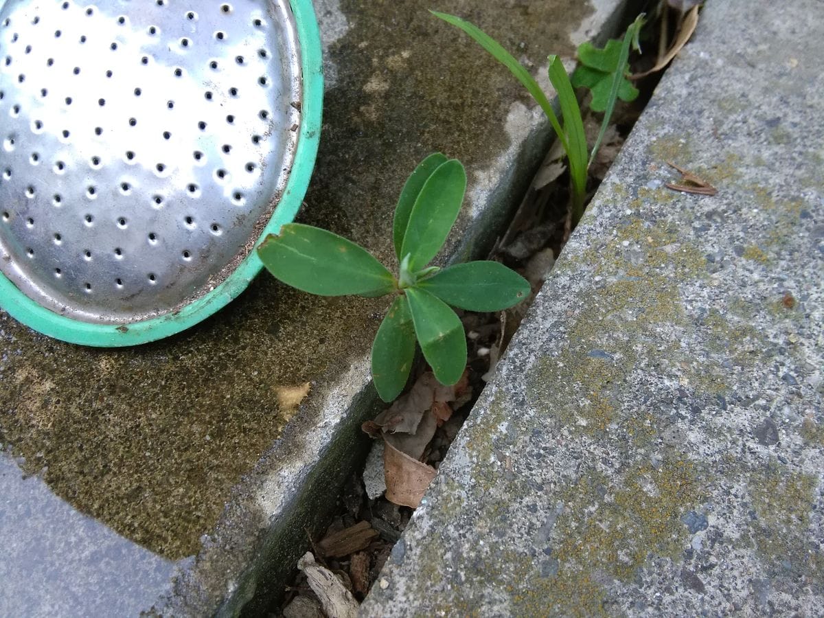 こぼれ種からのユーフォルビア🌱その② こんなところから・・