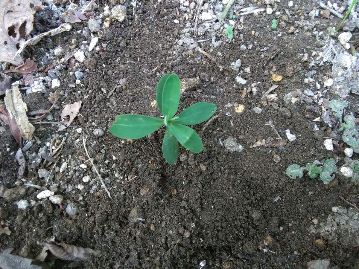 こぼれ種からのユーフォルビア🌱その② 植え付けました(１１/６)