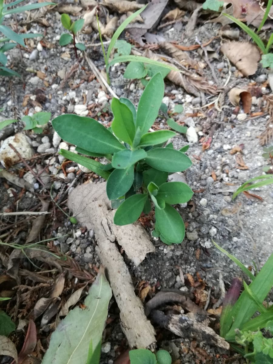 こぼれ種からのユーフォルビア🌱その② わき芽🌱発見！(H３０.４/１０)