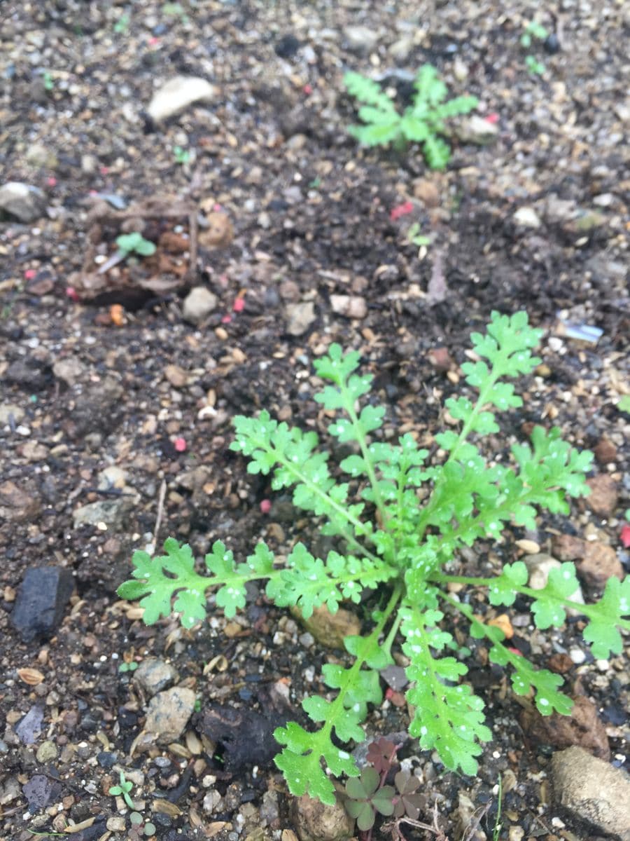 青い小花の丘に一目惚れ。種から育苗