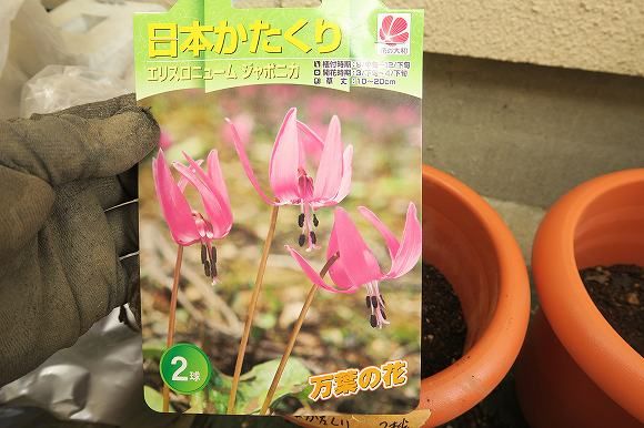 日本かたくりを植えてみる めげずに　植えました②