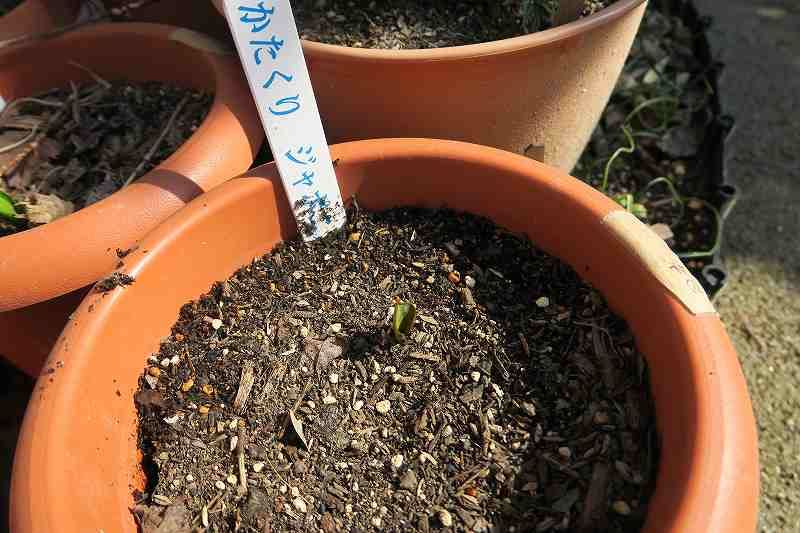 日本かたくりを植えてみる 芽が出てきた