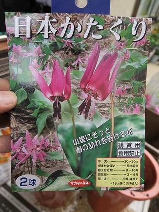 日本かたくりを植えてみる