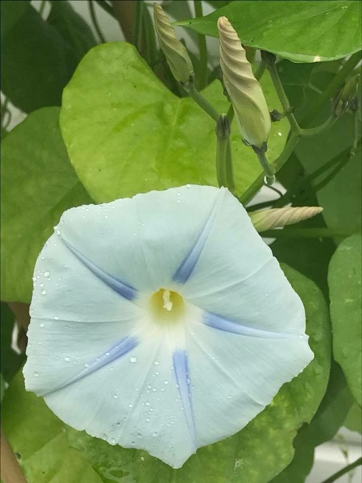 切花が１ヶ月ももつ朝顔