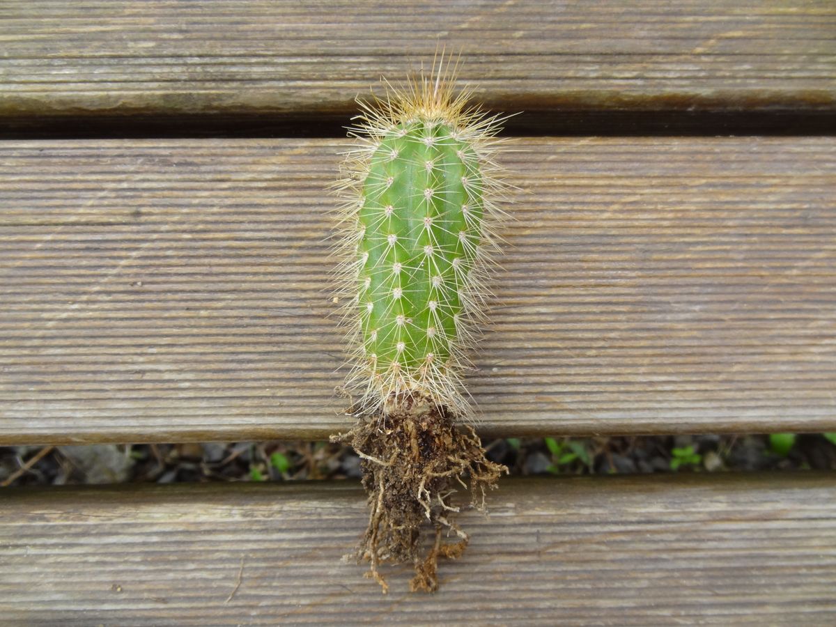 サボテンを超巨大にするぜ！ 植え替え