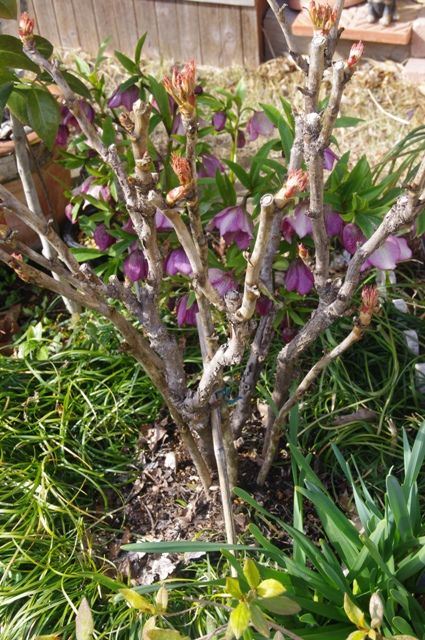 ボタンの樹高を低く仕立てて花を見る 春の花芽が膨らんで葉がでてきました