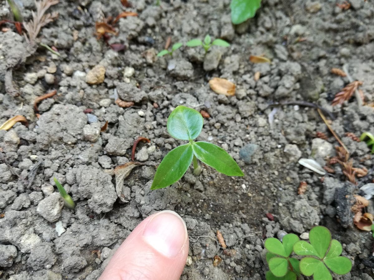 ムサシアブミ🌿 　〜群生が見たくて〜 芽🌱が出た！(H31.4.22)