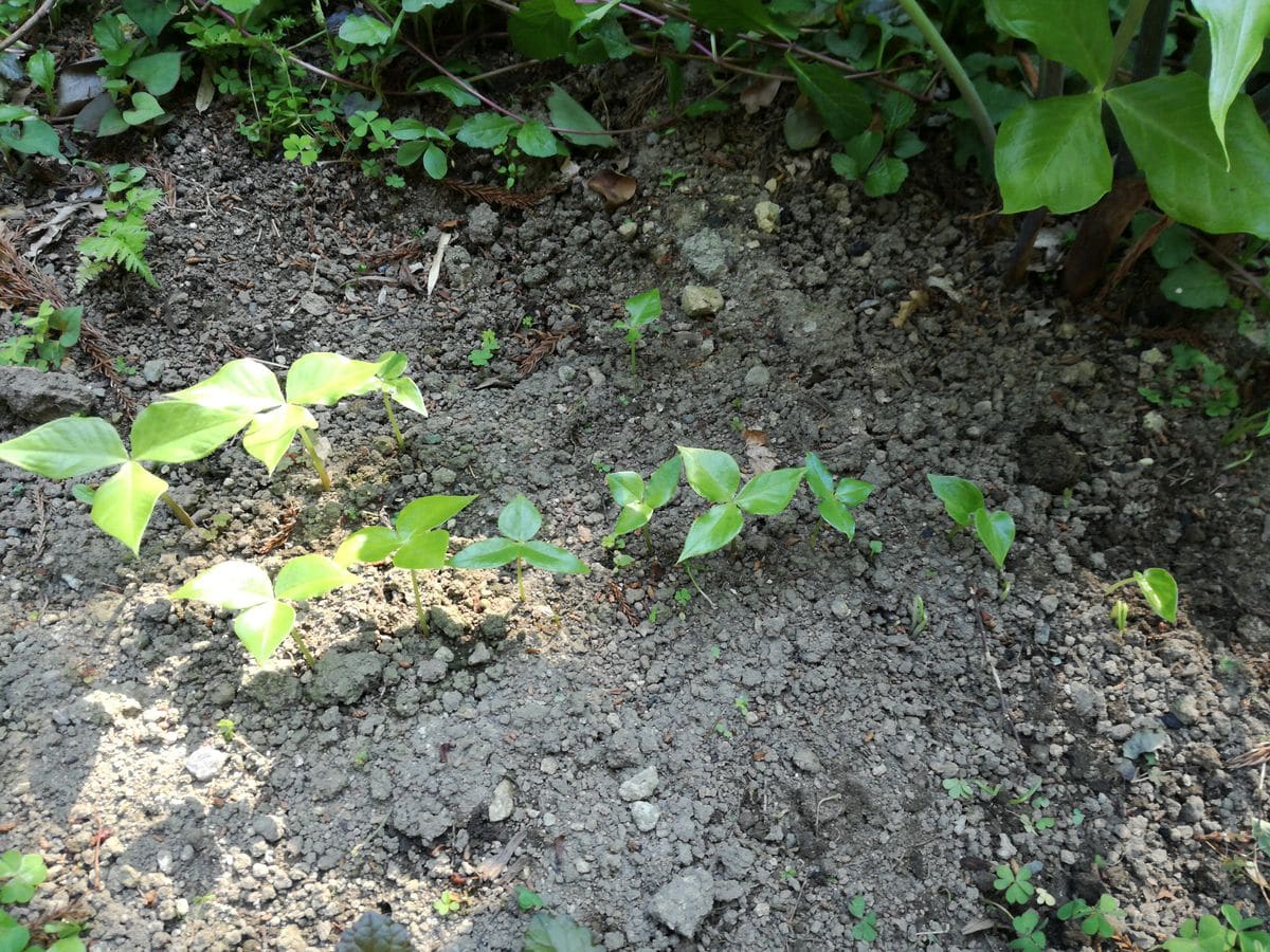 ムサシアブミ🌿 　〜群生が見たくて〜 芽🌱しっかりしています(19.510)