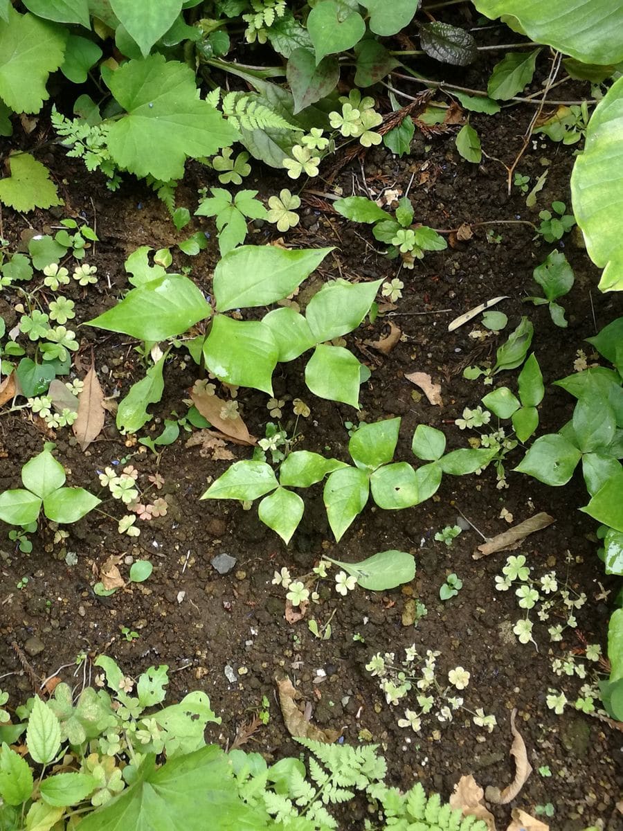 ムサシアブミ🌿 　〜群生が見たくて〜 順調ですね🤗🎶(19/7/3)