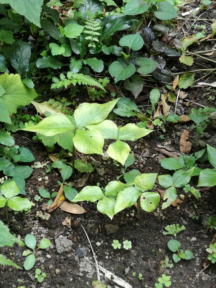 ムサシアブミ🌿 　〜群生が見たくて〜 葉の色が褪せてきた(19/7/31)