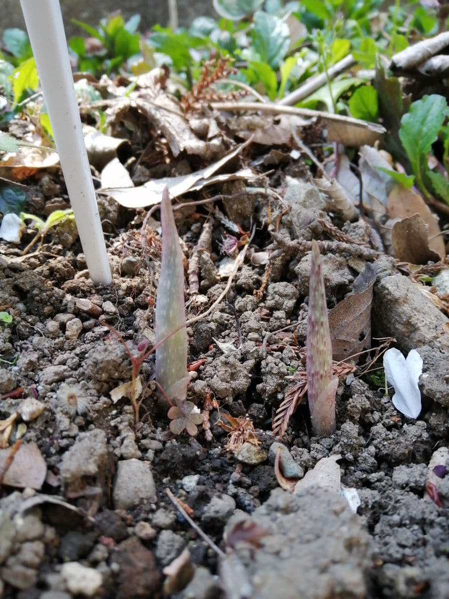 ムサシアブミ🌿 　〜群生が見たくて〜 芽🌱出てきました(20/4/4)