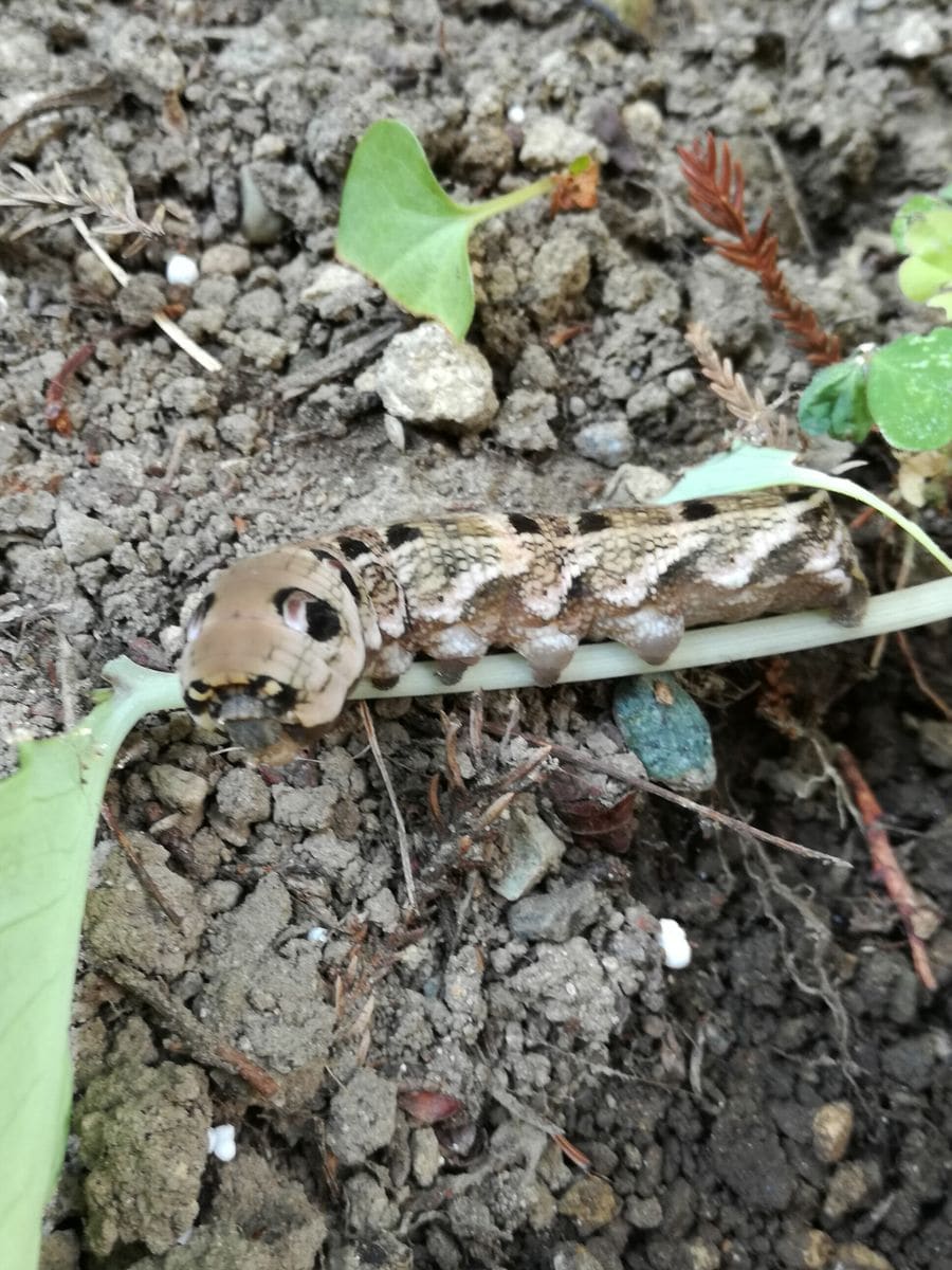 ムサシアブミ🌿 　〜群生が見たくて〜 犯人、見つけた！👮(Ｈ３０.７.２２)