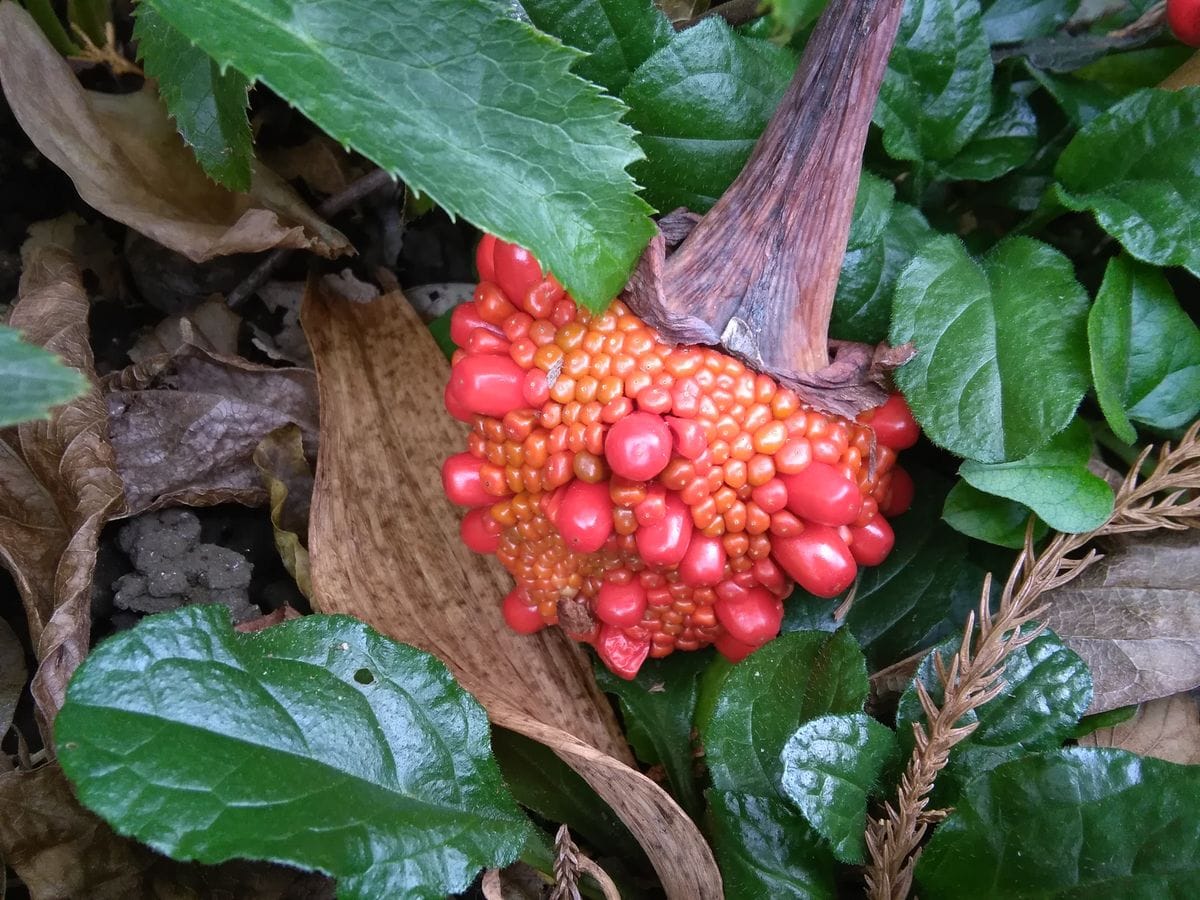 ムサシアブミ🌿 　〜群生が見たくて〜