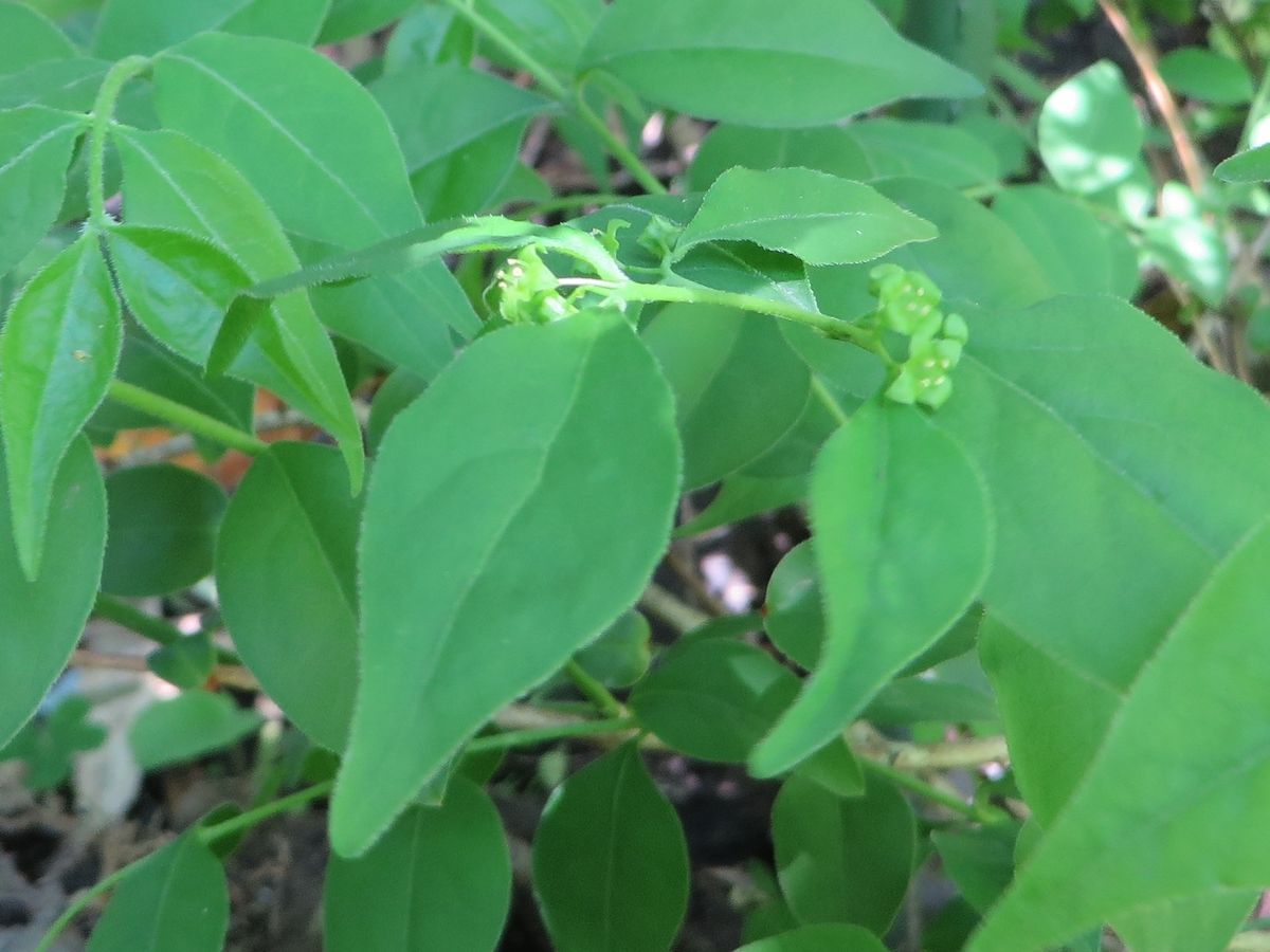 ツクバネ栽培　模索中 雄花