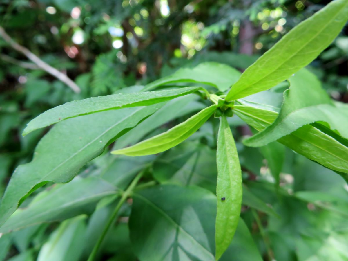 ツクバネ栽培　模索中 雌花