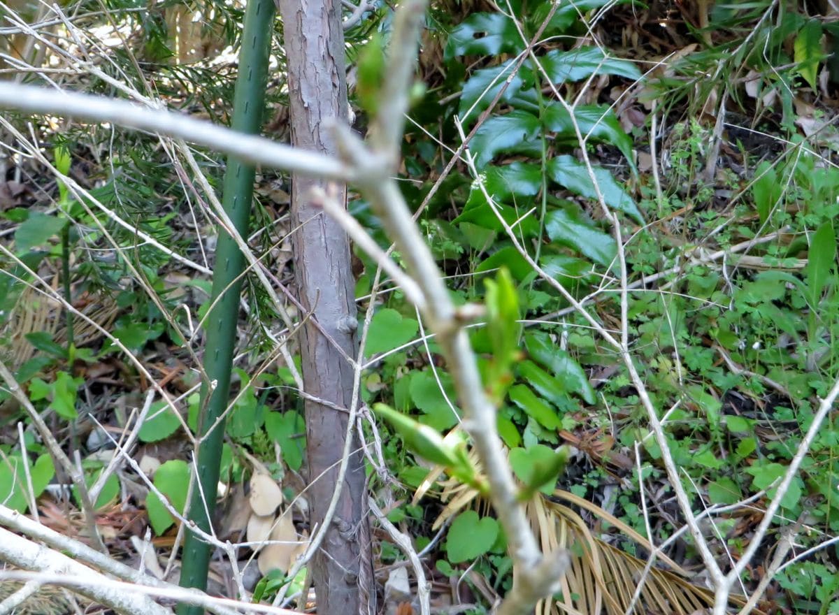 ツクバネ栽培　模索中 取りあえず芽が出た