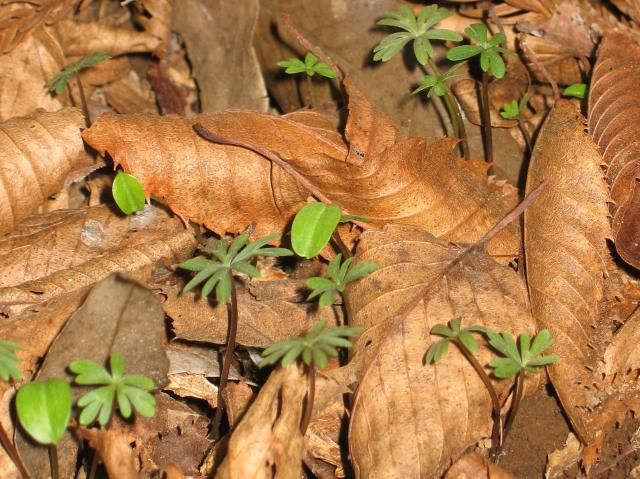 節分草３年めに開花 種まきから一年後