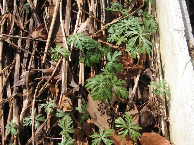 節分草３年めに開花 トロ箱の発芽２年目