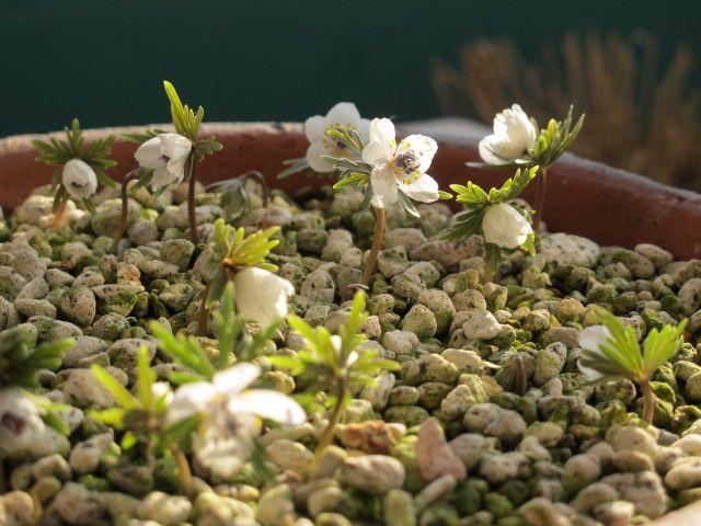 節分草３年めに開花 ３年目で小さな花が付きました。