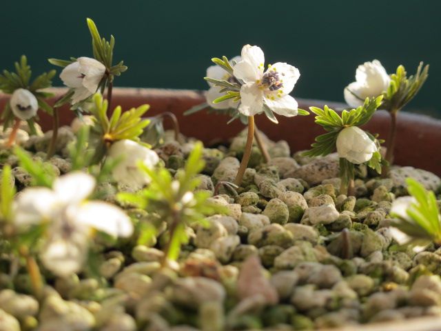 節分草３年めに開花