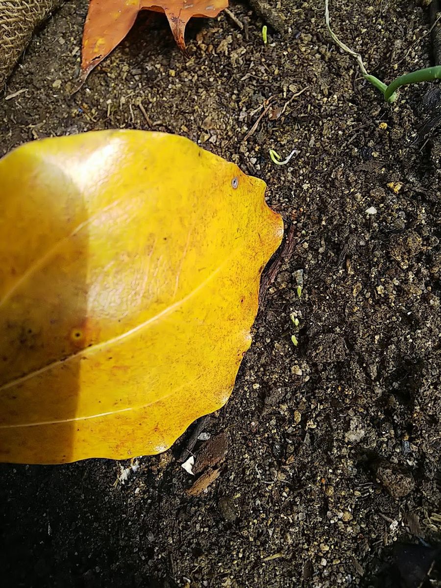 玉ねぎを種から育てる。 発芽！