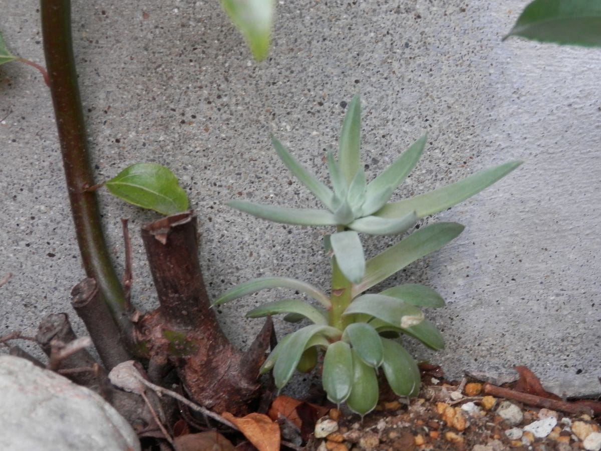 挿し芽から育てる「ツメレンゲ」 花茎が伸びてきました！