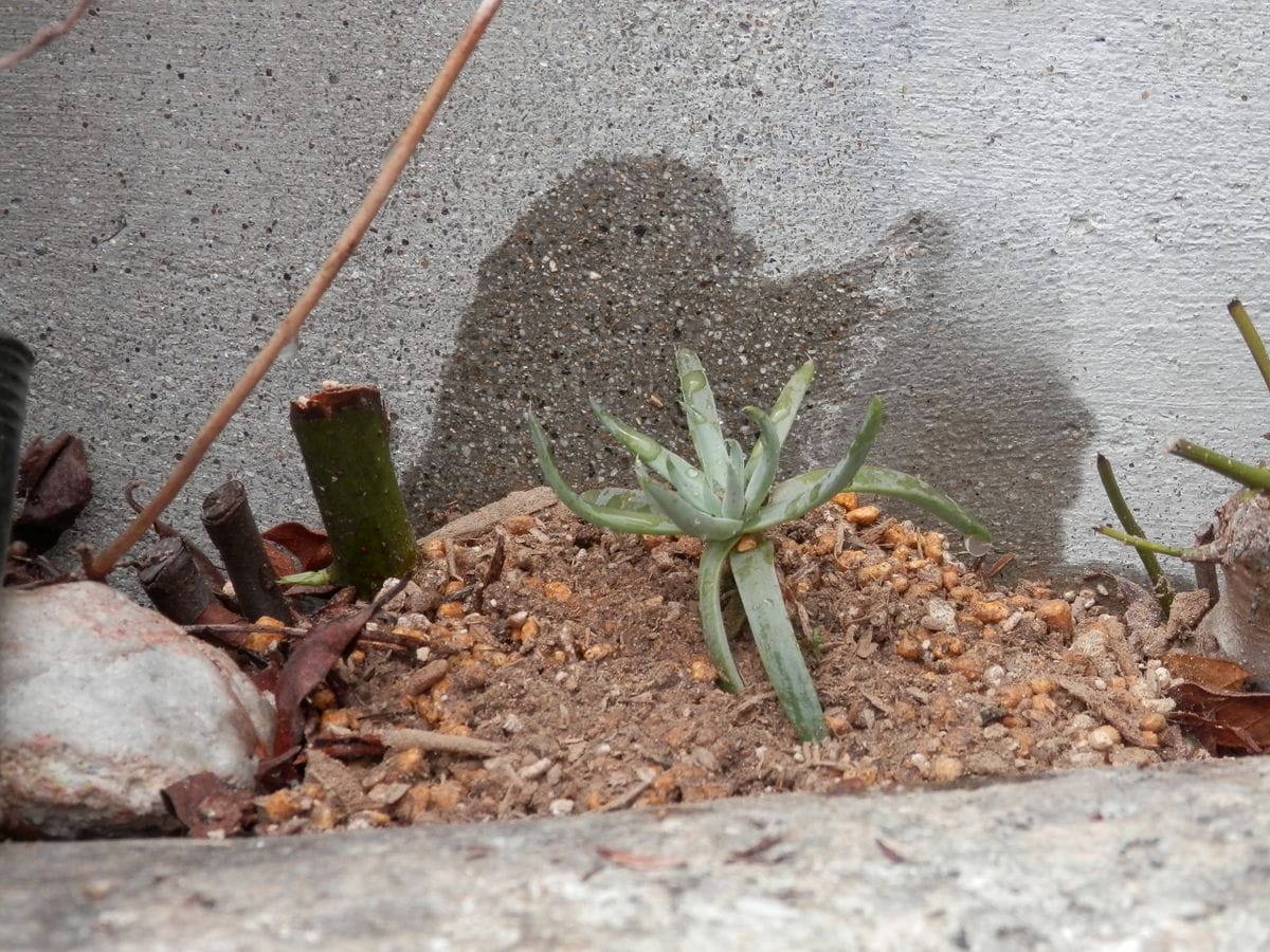 挿し芽から育てる「ツメレンゲ」 １株は露地植えに