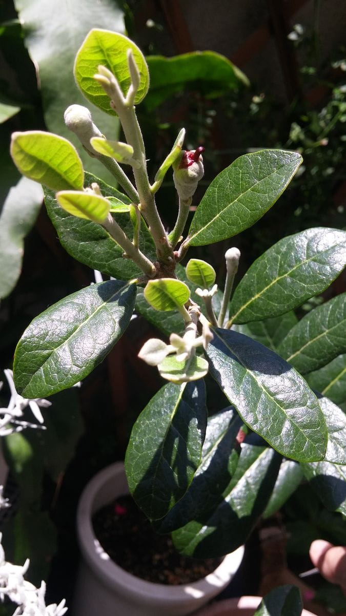 憧れのベランダ収穫！ 蕾が開きそうです(^-^)