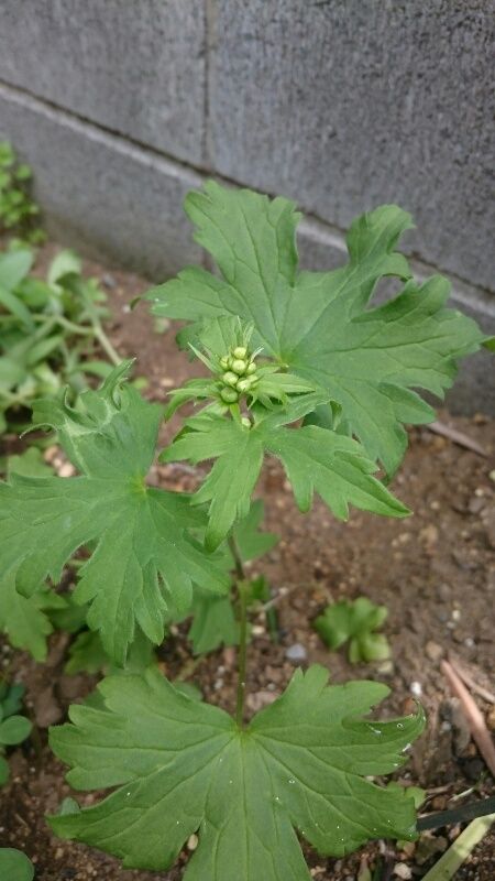 デルフィニウム 4月14日 つぼみ