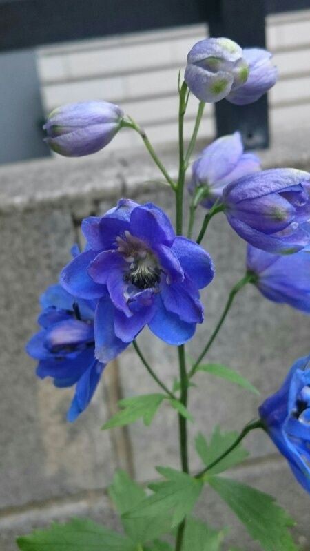 デルフィニウム 5月5日 咲いてます