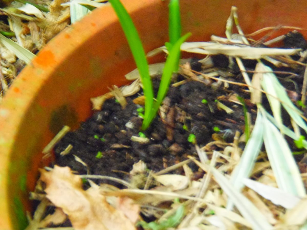 リコリス　オーレアの種からの栽培 2年後の苗の状態