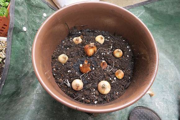 ムスカリ　花の形が気に入って ムスカリとスイセンを一緒に