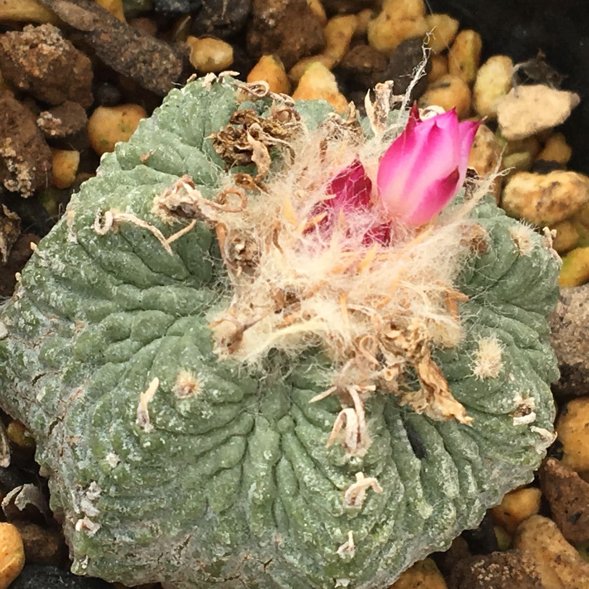 絶滅危惧種 アズテキウム属 花籠 🌵🌸 ✨花籠 もうチョイで開花だ