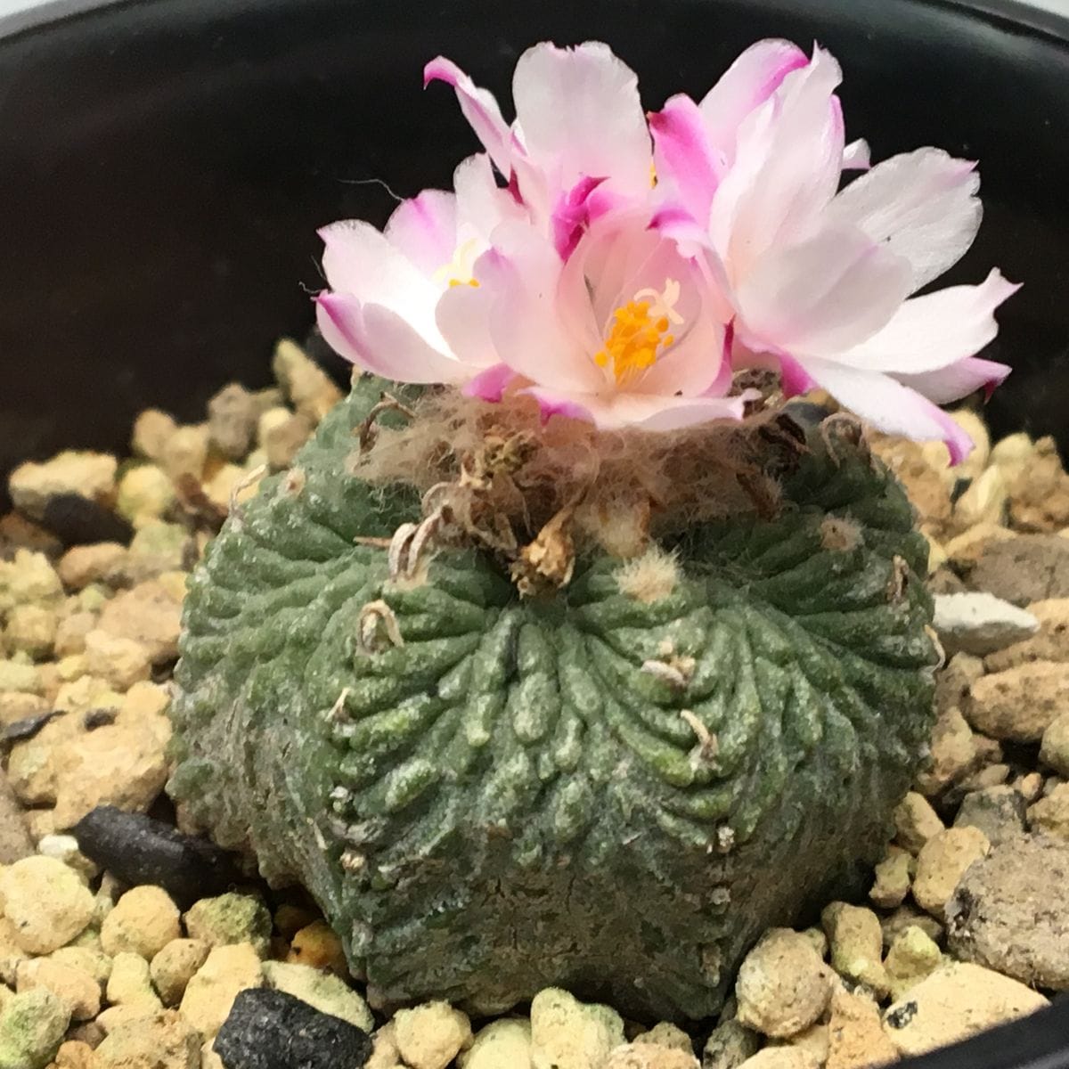 絶滅危惧種 アズテキウム属 花籠 🌵🛒 花籠の和名の由来