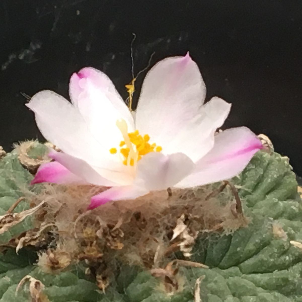 絶滅危惧種 アズテキウム属 花籠 🌸🎀✨可憐な花籠の花🐴💕