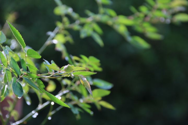 バラの種まき ひょ～ろひょろ😳