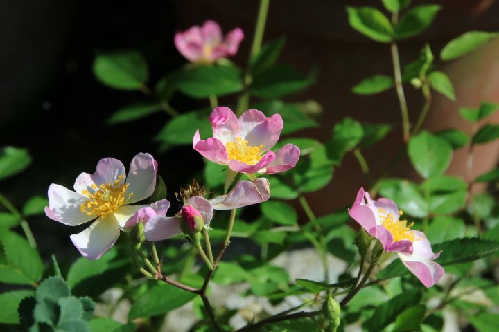 バラの種まき かわいいニューサ🌹