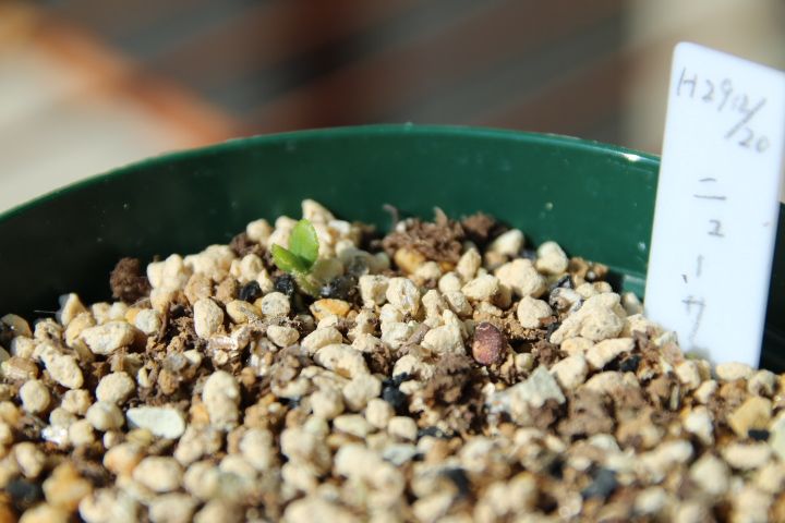 バラの種まき ニューサの小さな芽🌱