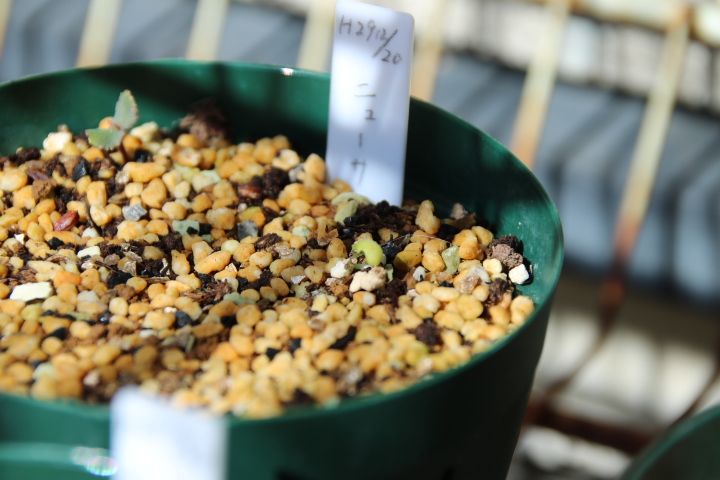 バラの種まき ニューサの小さな芽がもうひとつ🌱