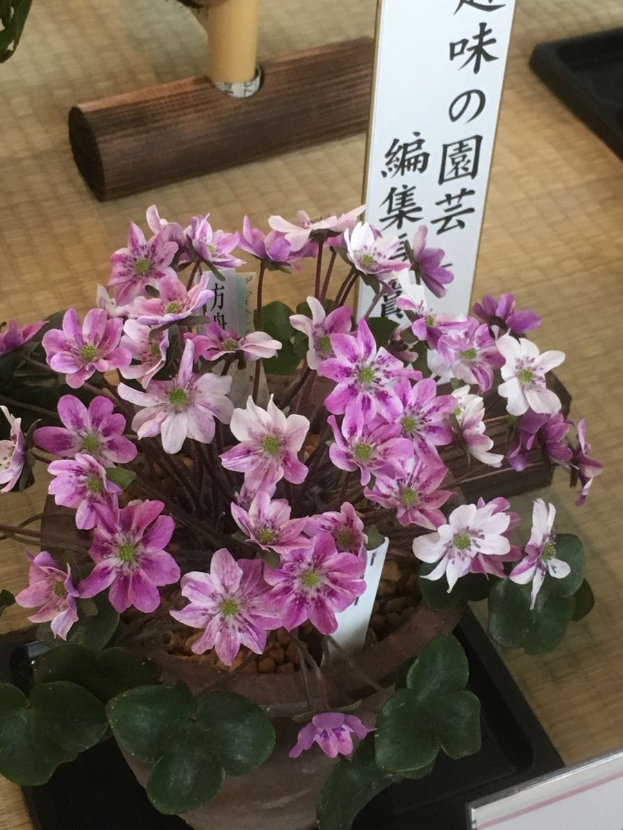 我が家の雪割草 展覧会