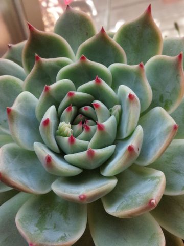 桃太郎日記 2017/12/17花芽