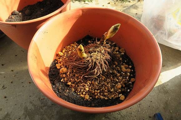 黄色い花を見たい　福寿草 さて　植え替えをしましょう