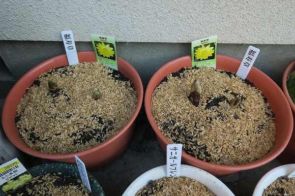 黄色い花を見たい　福寿草 芽が少し膨らんできたような